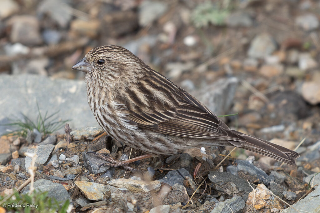 Roselin superbe femelle