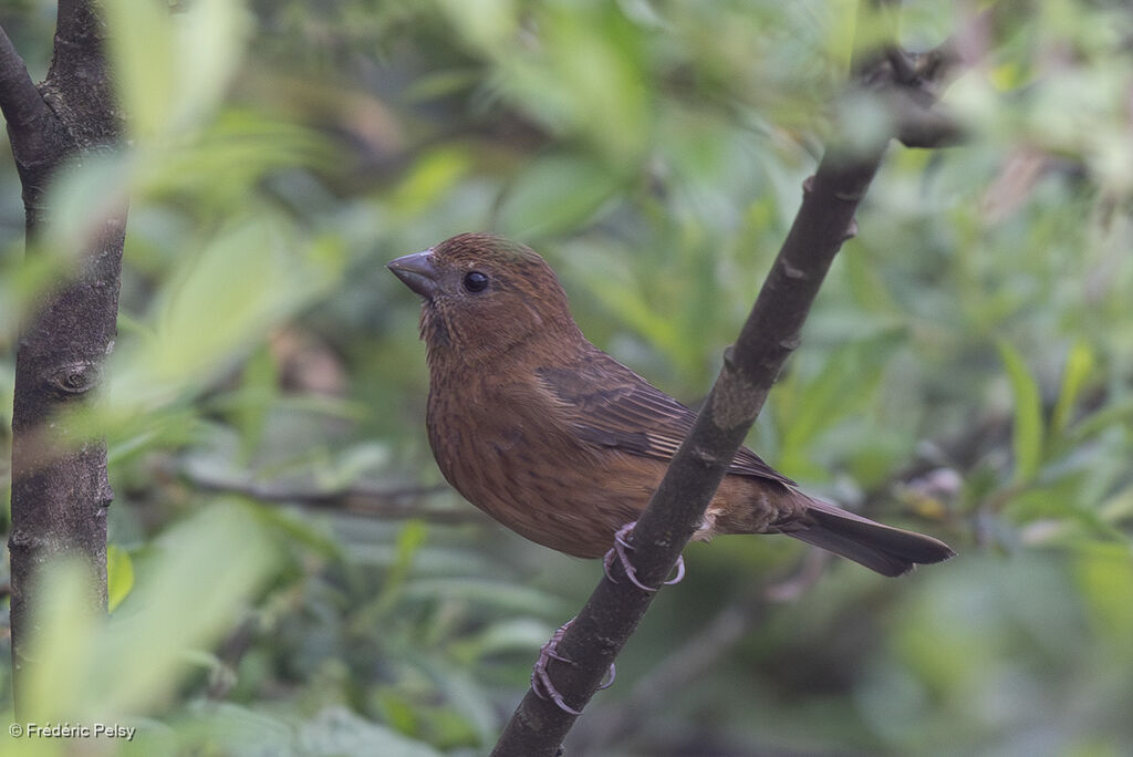 Roselin vineux femelle