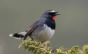 Himalayan Rubythroat