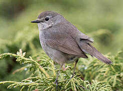 Himalayan Rubythroat