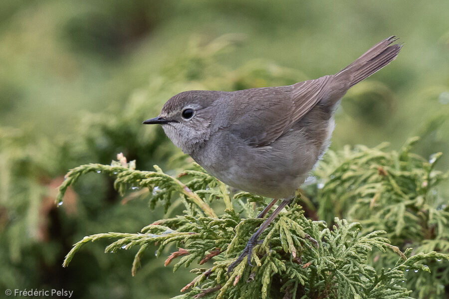 Himalayan Rubythroat female adult