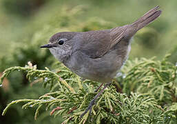 Himalayan Rubythroat