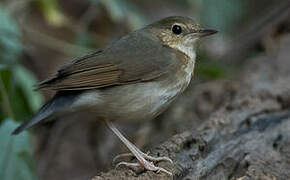 Siberian Blue Robin