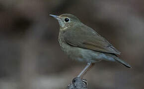 Siberian Blue Robin