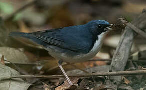 Siberian Blue Robin