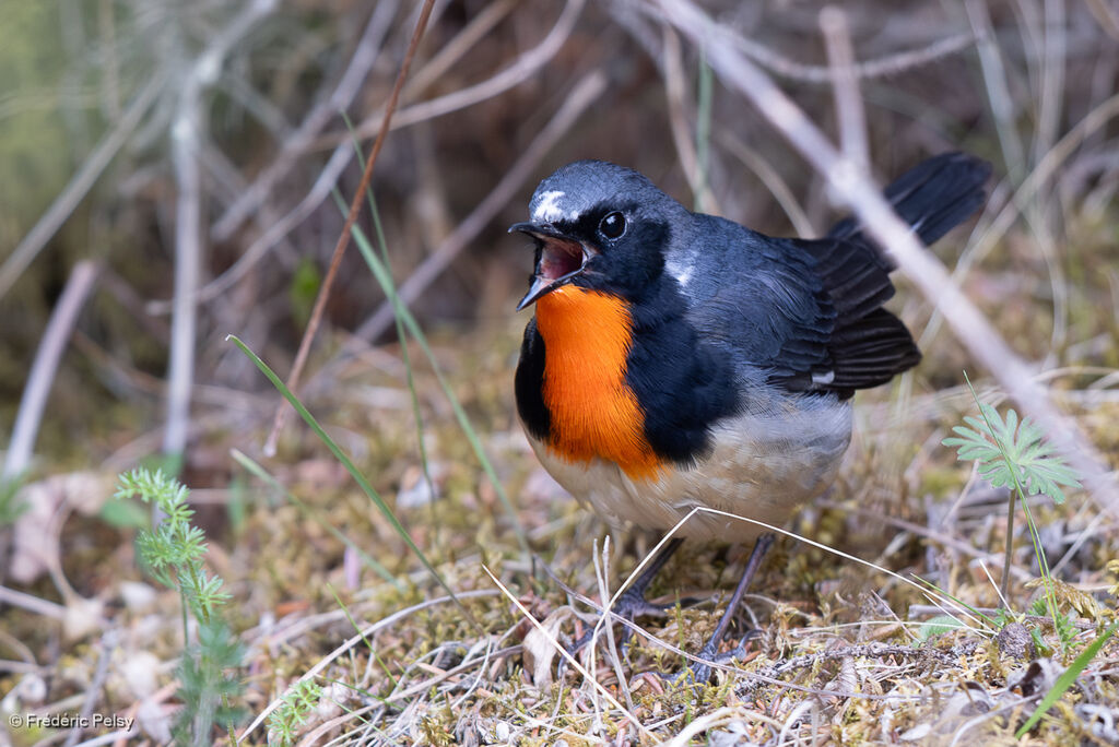 Rossignol de David mâle