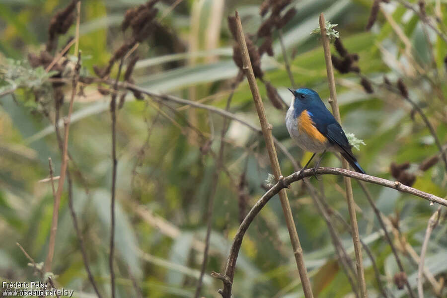 Rossignol de l'Himalaya mâle adulte nuptial, habitat, pigmentation, Comportement