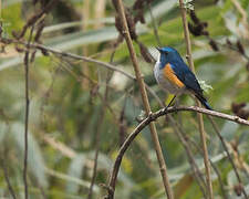 Himalayan Bluetail