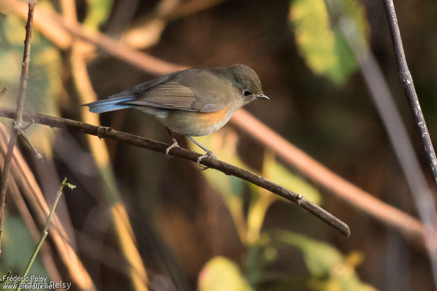 Himalayan Bluetail female adult breeding, pigmentation, Behaviour