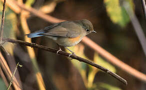 Himalayan Bluetail