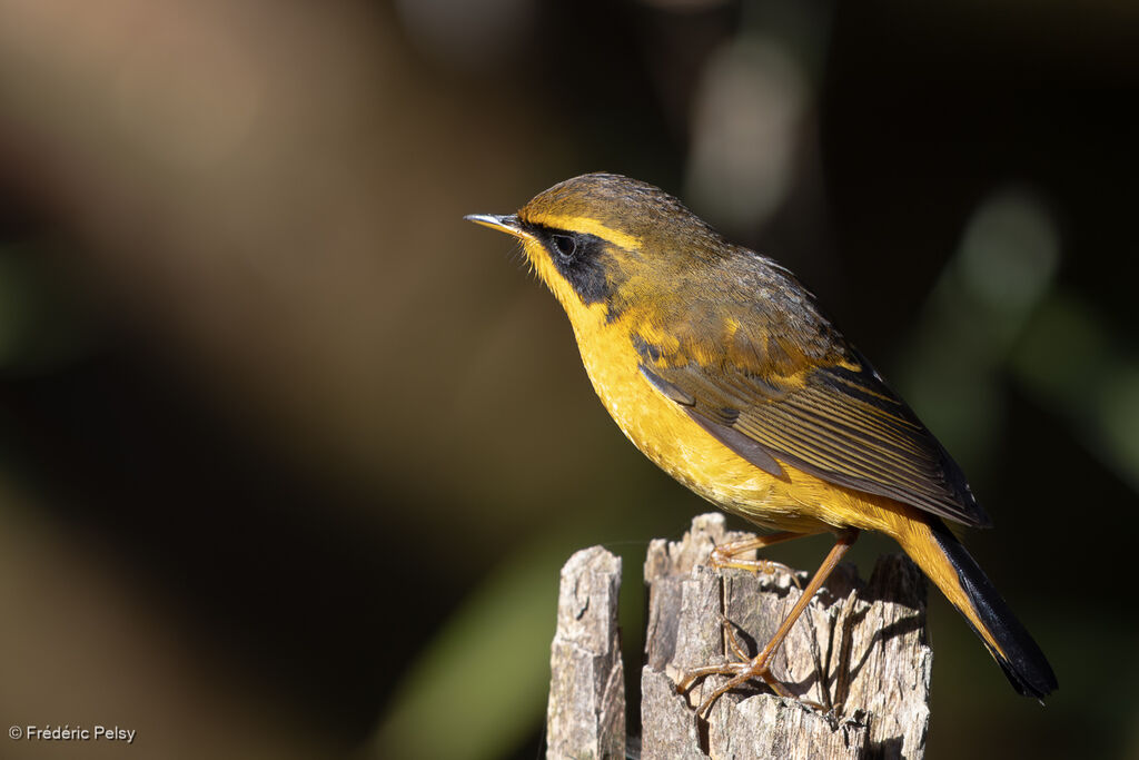 Golden Bush Robin