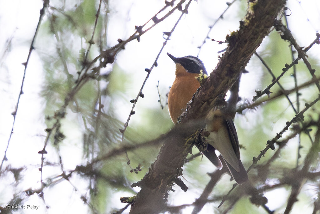 Rossignol indien mâle
