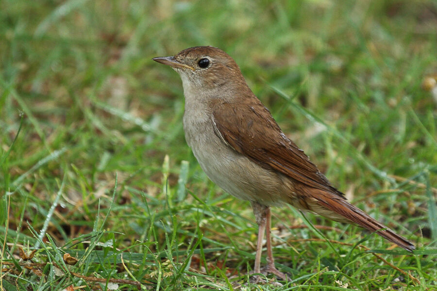 Common Nightingalejuvenile