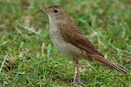 Common Nightingale