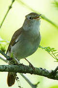 Common Nightingale