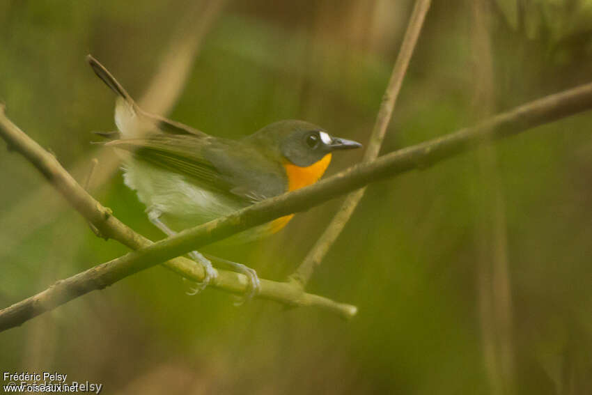 Forest Robinadult