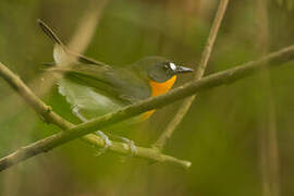 Forest Robin