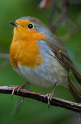 European Robin