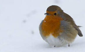 European Robin