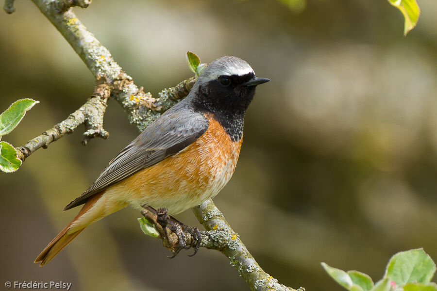 Common Redstart male adult