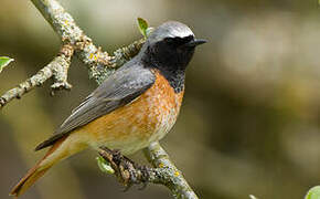 Common Redstart