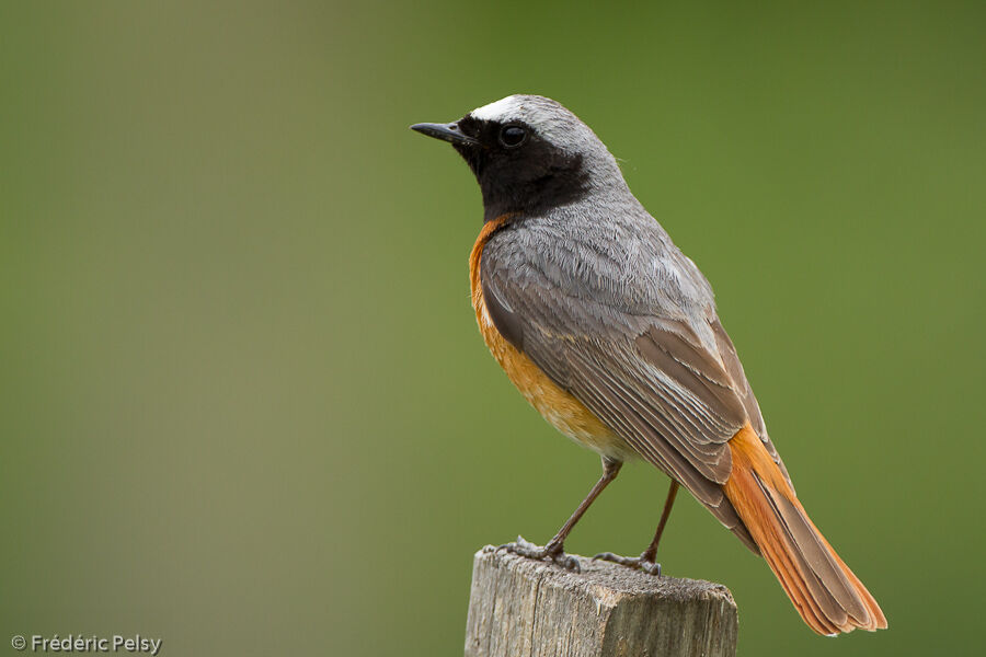 Common Redstart male adult