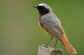 Common Redstart