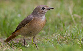 Common Redstart