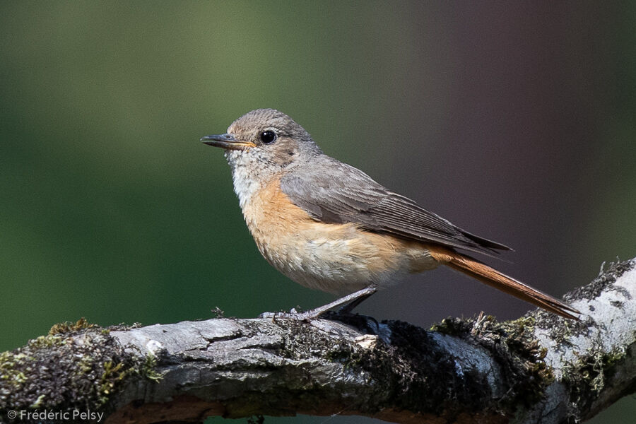 Common Redstart female adult