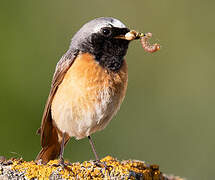 Common Redstart