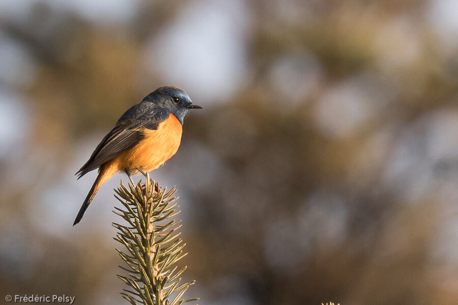 Blue-fronted Redstart