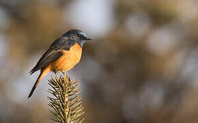 Blue-fronted Redstart