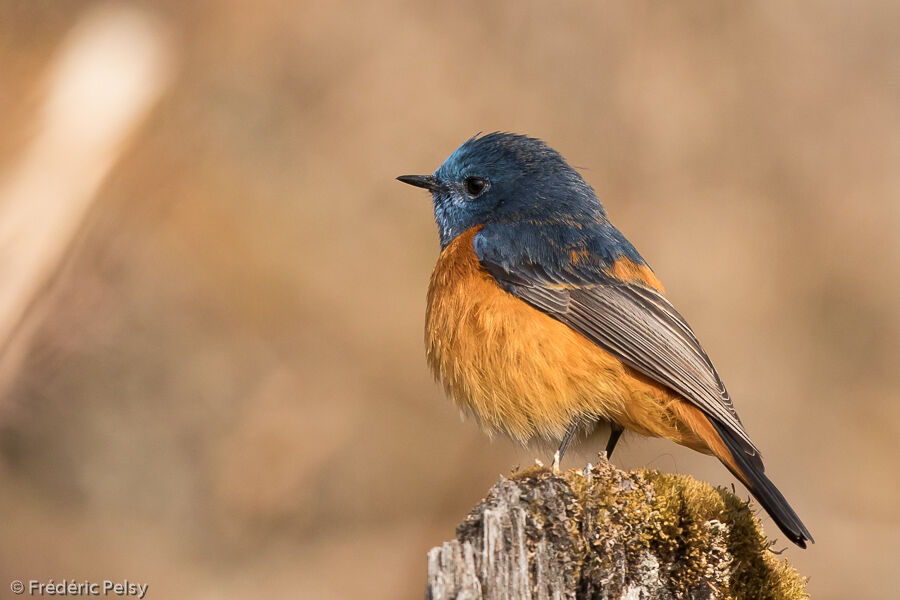 Blue-fronted Redstart