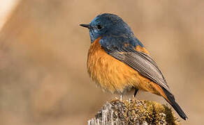 Blue-fronted Redstart