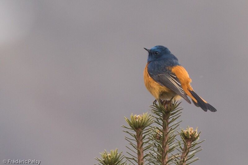 Blue-fronted Redstart male adult
