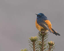 Blue-fronted Redstart