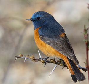 Rougequeue à front bleu