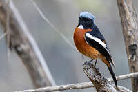 Rougequeue à gorge blanche