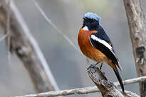 Rougequeue à gorge blanche