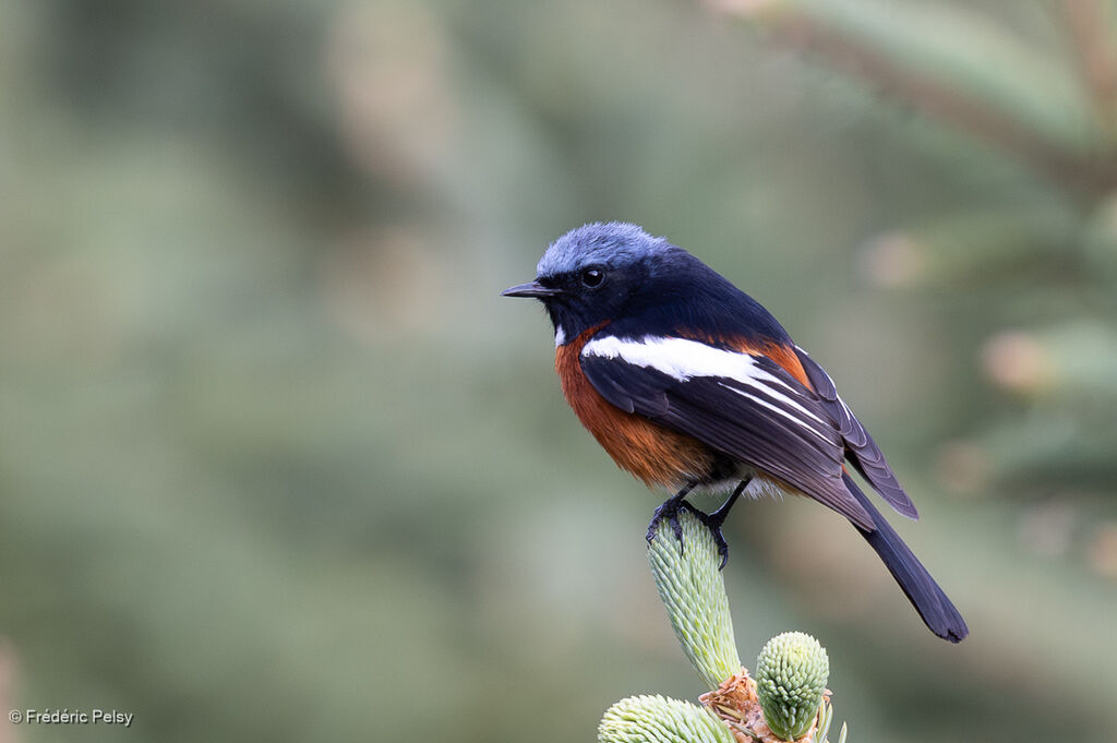 Rougequeue à gorge blanche mâle