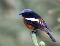 Rougequeue à gorge blanche