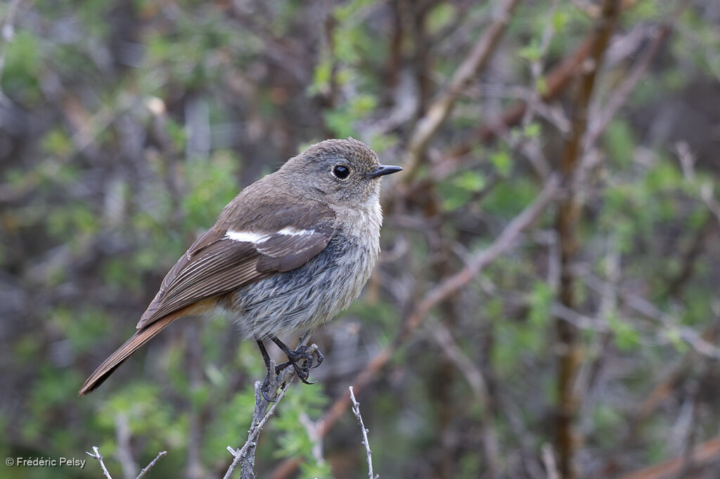 Rougequeue à gorge blanche femelle