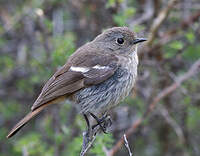Rougequeue à gorge blanche