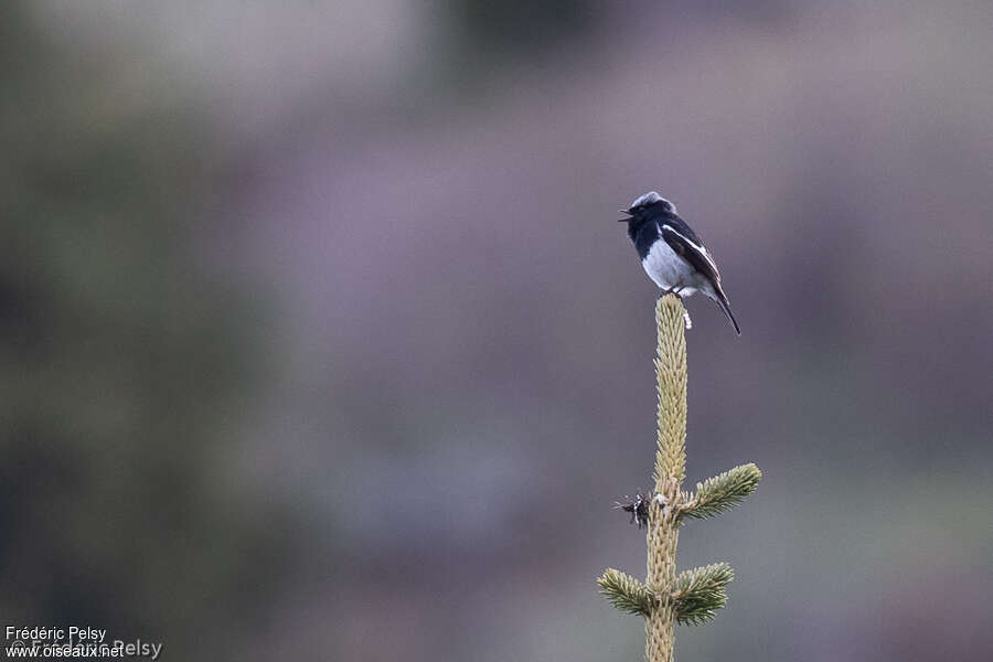 Rougequeue à tête bleue mâle adulte, chant