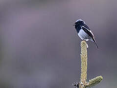 Blue-capped Redstart