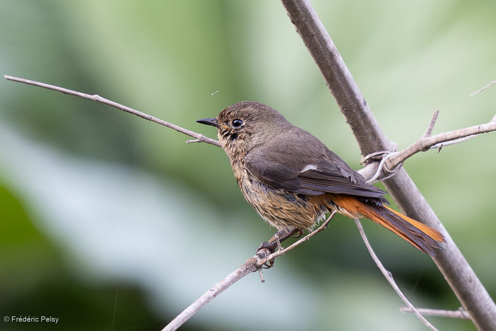 Daurian Redstart