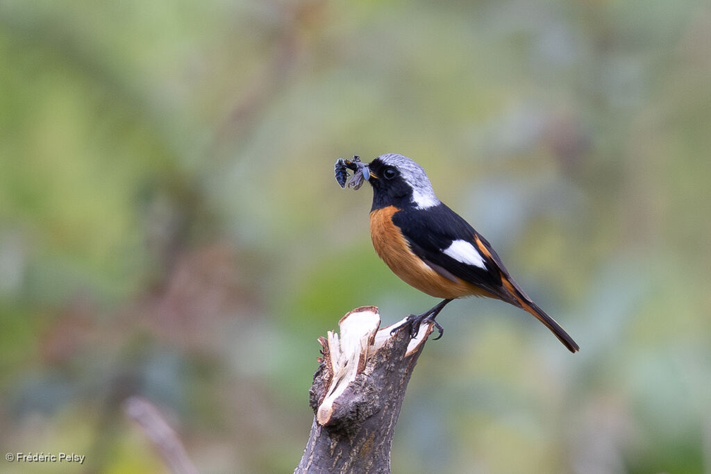 Rougequeue aurore mâle