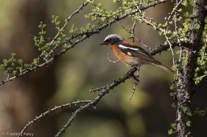 Eversmann's Redstart male adult