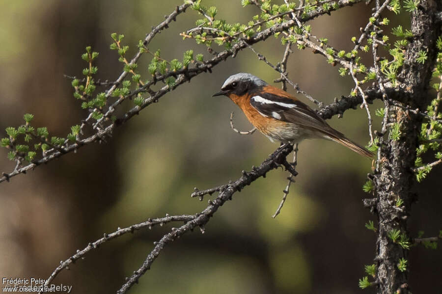 Eversmann's Redstart male adult