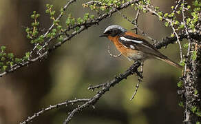 Eversmann's Redstart